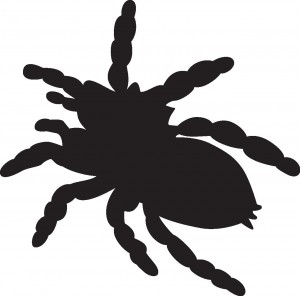 クモの種類で危険なのは意外とあいつら