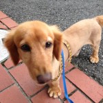 犬が血尿!原因はこれかも?