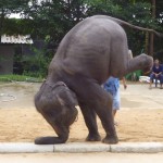 逆立ちの効果は筋肉を鍛えるだけじゃない!もっと大事な効果はこれ!