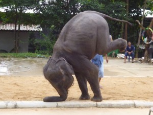 逆立ちの効果は筋肉を鍛えるだけじゃない!もっと大事な効果はこれ!