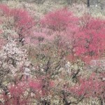 月ヶ瀬の梅まつり 2019!見ごろやおすすめスポットは!?
