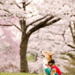 犬アレルギーの症状が子供に!とるべき対応は!