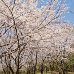 2019年は大阪造幣局の花見がおすすめ!手ぶらでOK!