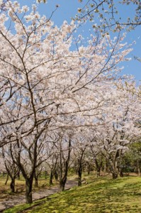 2019年は大阪造幣局の花見がおすすめ!手ぶらでOK!