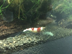 レッドビーシュリンプって儲かるの？この質問に実録でお答えしよう！