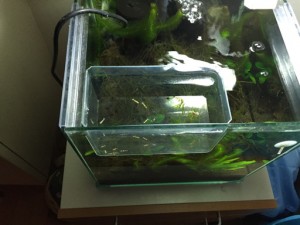 知らないと危険！レッドビーシュリンプの水槽移動で注意するべき３つのこと！