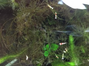 夏場のレッドビーシュリンプの水槽の水温を安全に下げるにはどうすれば良い？