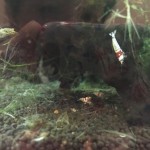 レッドビーシュリンプと混泳でメダカを飼育するメリットって何?