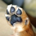 犬の散歩ってどれくらいの時間と距離が最適なのさ?という問題について