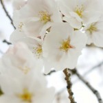 誰も言わない吉野の桜の秘密!2019年はガッツリ楽しむためには?