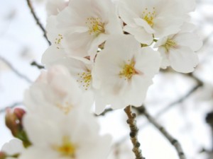 誰も言わない吉野の桜の秘密！2019年はガッツリ楽しむためには？