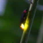 蛍の見頃はいつ?奈良なら、この時期がおすすめ!