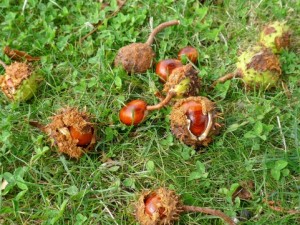 栗拾いに最適な時期っていつ？in関西＋おいしい栗の見分け方は？