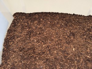 カブトムシの飼い方！土ってどんなのがおすすめですか？