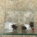 突然、家にカブトムシが!飼育することになったのでブログに書いてみた。