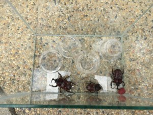 突然、家にカブトムシが！飼育することになったのでブログに書いてみた。