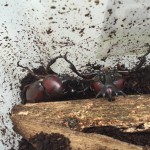 カブトムシの飼育を屋外でするなら気を付けるべき5つのポイントとは？