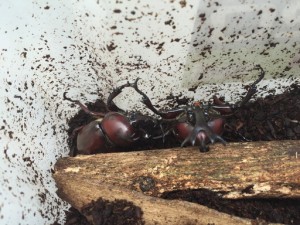カブトムシの飼育を屋外でするなら気を付けるべき5つのポイントとは?