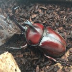 実は、カブトムシの寿命はセミ以下?オスはそれほど長くない?
