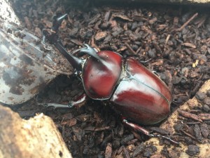 実は、カブトムシの寿命はセミ以下?オスはそれほど長くない?