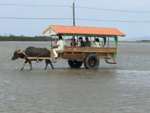 竹富島と西表島行くならどっちがおすすめ？