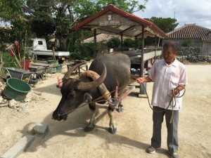 竹富島で水牛っておすすめ？水牛に乗って何が良いのか教えて？