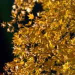 実際のところ、奈良の紅葉ってライトアップしてますか？