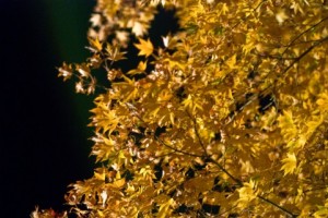 実際のところ、奈良の紅葉ってライトアップしてますか？