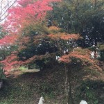 憧れの吉野山の紅葉。混雑時に気を付けるべきこと
