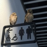 二フレルはマジでおすすめか?混雑状況や感想などを口コミしてみた。