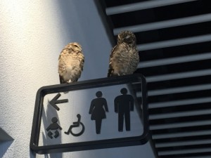 二フレルはマジでおすすめか?混雑状況や感想などを口コミしてみた。