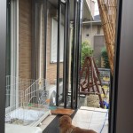 犬も熱中症になります!対策として屋外にあれを設置してみた!