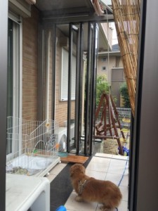 犬も熱中症になります！対策として屋外にあれを設置してみた！