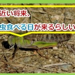 将来は虫を食べる国がどんどん増えていくらしい。その理由とメリットとは?