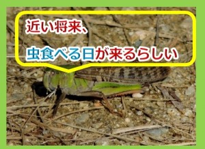 将来は虫を食べる国がどんどん増えていくらしい。その理由とメリットとは？