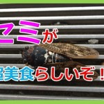 海原雄山も驚きのセミを美味しく食べる料理法を伝授してやろう!