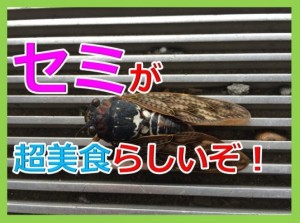 海原雄山も驚きのセミを美味しく食べる料理法を伝授してやろう!