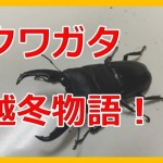 本気でクワガタを飼育する!越冬させたきゃこれ重要って3つの項目とは?