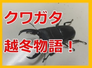 本気でクワガタを飼育する！越冬させたきゃこれ重要って３つの項目とは？