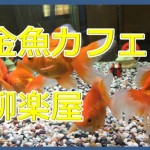 金魚が泳ぐカフェ柳楽屋に行ってみたけど。奈良県大和郡山市もっと頑張れ!