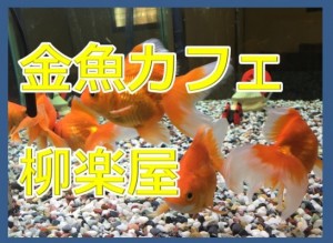 金魚が泳ぐカフェ柳楽屋に行ってみたけど。奈良県大和郡山市もっと頑張れ！