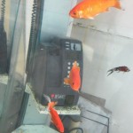 奈良の郡山で有名な金魚が泳ぐ電話ボックス!エサや掃除はどうしてるの?