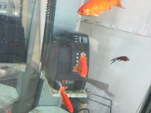 奈良の郡山で有名な金魚が泳ぐ電話ボックス!エサや掃除はどうしてるの?