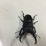 スイカはだめ？クワガタにはどんなエサあげて頻度はどれくらいが良いのでしょうか？