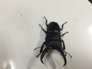 スイカはだめ?クワガタにはどんなエサあげて頻度はどれくらいが良いのでしょうか?
