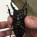 マジか!クワガタの寿命って最長でそんなにも!ちなみにギネスは?
