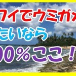 100%?ハワイのノースショアにあるラニアケアビーチにウミガメに見に行ったら度肝抜かれたわ!