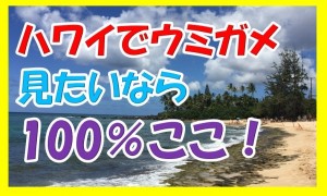１００％？ハワイのノースショアにあるラニアケアビーチにウミガメに見に行ったら度肝抜かれたわ！