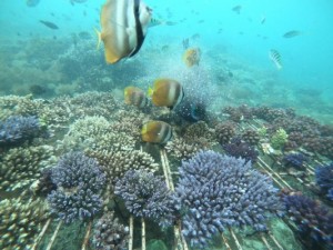 辛口ですが！レンボンガン島の観光ツアーに参加したので口コミをブログに書いてみる！