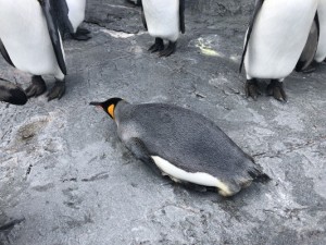 ワードプレスのSSL化。.htaccessファイルの編集後、404エラーが出た時の改善方法について